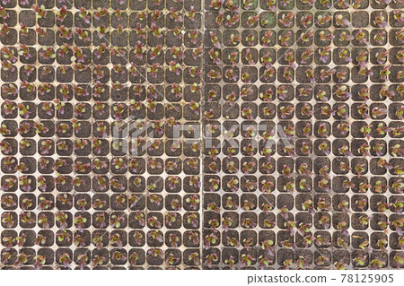 many young sprouts of red lettuce seedlings, in plastic cells, top view, natural texture many young sprouts of red lettuce seedlings, in plastic cells, top view, natural texture 78125905