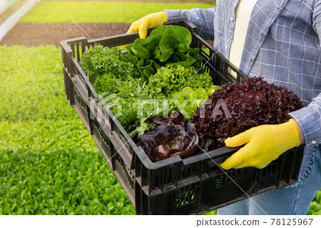 a farmer holds a plastic box with a harvest of various green lettuce leaves, against the background of the garden a farmer holds a plastic box with a harvest of various green lettuce leaves, against the background of the garden 78125967