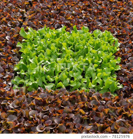 many young plants of red and green lettuce, close to each other, growing in plastic cells, creating a natural texture 78125976