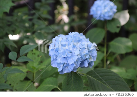 Hydrangea-light blue- 78126360