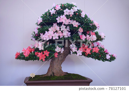 Satsuki's Bonsai 78127101