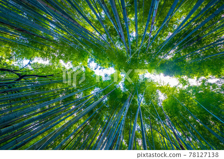 Arashiyama Bamboo Forest Small Diameter Arashiyama Bamboo Forest Small Diameter 78127138