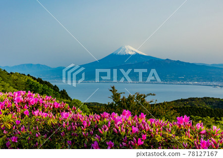 (靜岡縣)從杜鵑花盛開的達磨山高原看富士山 (靜岡縣)從杜鵑花盛開的達磨山高原看富士山 78127167