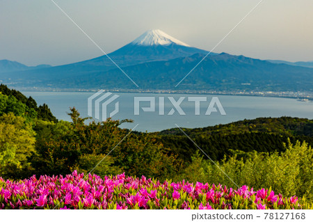 (靜岡縣)從杜鵑花盛開的達磨山高原看富士山 (靜岡縣)從杜鵑花盛開的達磨山高原看富士山 78127168