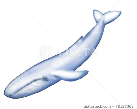 Full-body illustration of a blue whale 78127302