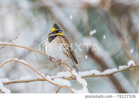 下雪天遇見的黃喉鹀 下雪天遇見的黃喉鹀 78127326