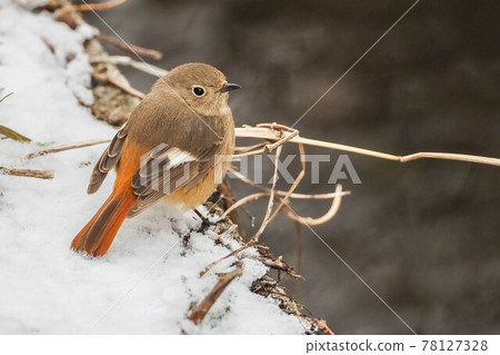 我在一個下雪天遇到的 Daurian Redstart 我在一個下雪天遇到的 Daurian Redstart 78127328