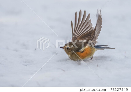 從雪中起飛的紅尾藍尾魚 78127349