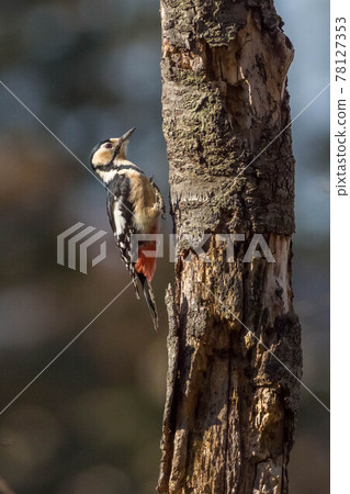 Great spotted woodpecker climbing the trunk 78127353