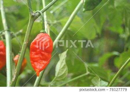 Bhut Jolokia or Ghost Chili ripening on plant 78127779