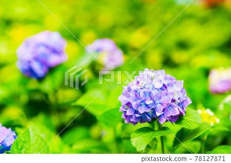 Hydrangea gardening gardening rainy season Hydrangea gardening gardening rainy season 78127871