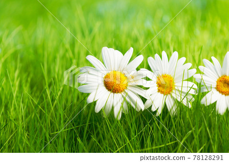 Chamomile flowers on grass Chamomile flowers on grass 78128291