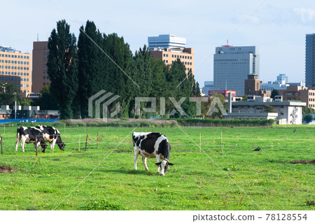 Cows grazing on an urban ranch Sapporo, Hokkaido 78128554