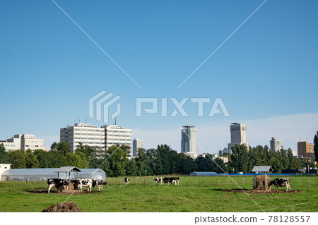 北海道札幌市區牧場上吃草的奶牛 北海道札幌市區牧場上吃草的奶牛 78128557