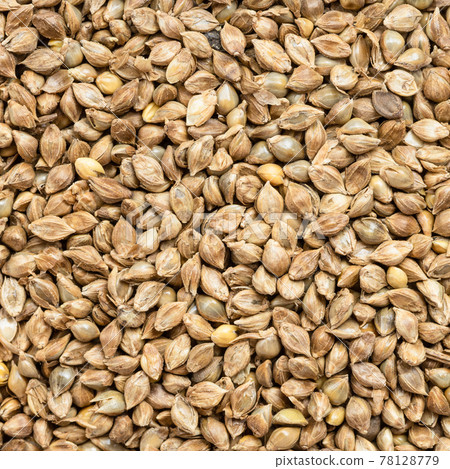 whole-grain barnyard millet seeds close up 78128779