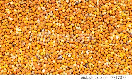 whole-grain chumiza siberian millet seeds close up whole-grain chumiza siberian millet seeds close up 78128781