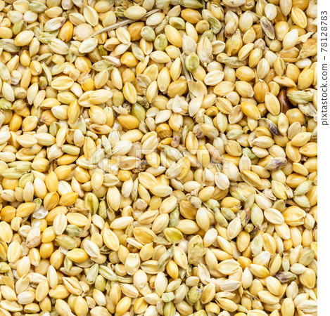 whole-grain foxtail millet seeds close up 78128783