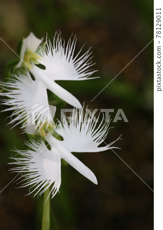 Double egret flower Double egret flower 78129011