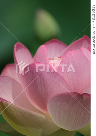 Lotus flower close-up 78129015