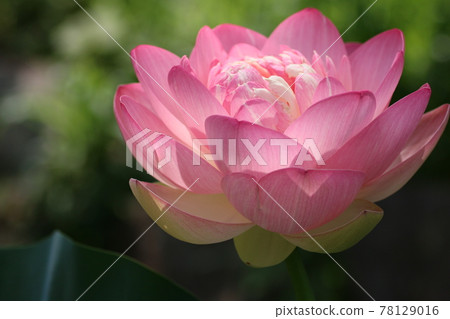 Lotus flower up 78129016