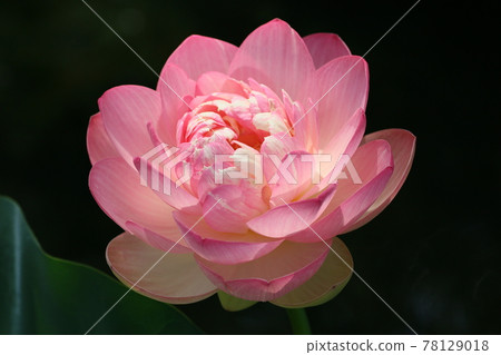 Lotus thoughts Lotus thoughts 78129018
