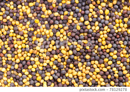 background - many yellow and brown mustard seeds background - many yellow and brown mustard seeds 78129278