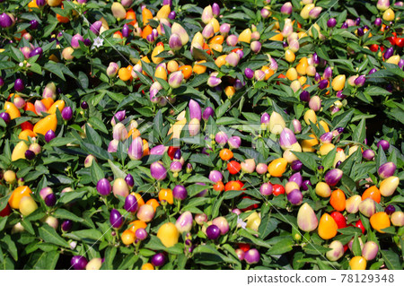 五種顏色紅辣椒 五種顏色紅辣椒 78129348