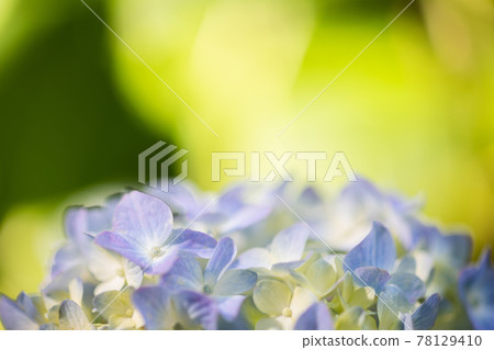 下午的繡球花 78129410