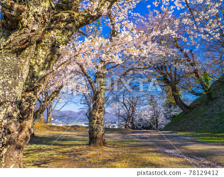 櫻花盛開的公園（福島豬苗代市龜城公園） 78129412