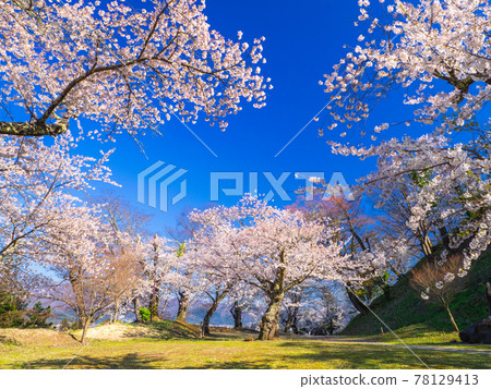 Park surrounded by cherry blossoms in full bloom (Kamegajo Park, Inawashiro, Fukushima) Park surrounded by cherry blossoms in full bloom (Kamegajo Park, Inawashiro, Fukushima) 78129413