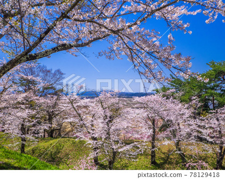 從公園的小山上可以看到盛開的櫻花和豬苗代湖（龜城公園，豬苗代，福島） 78129418