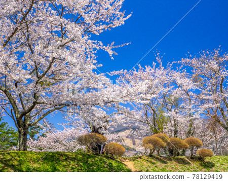 公園山丘上盛開的櫻花（龜城公園、豬苗代、福島） 78129419