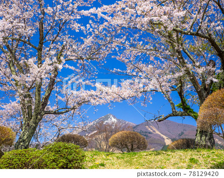從盛開的櫻花山上看到的萬代山和融雪的滑雪場（龜城公園、豬苗代、福島） 78129420