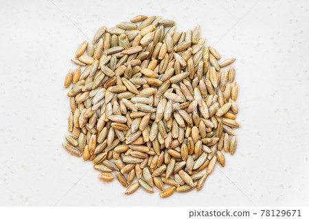 pile of whole rye grains close up on gray pile of whole rye grains close up on gray 78129671