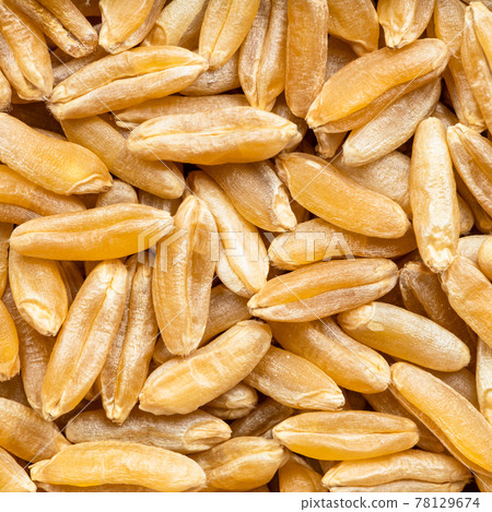 Kamut Khorasan wheat grains close up 78129674