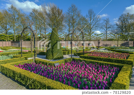 flowerbed in Keukenhof flowerbed in Keukenhof 78129820