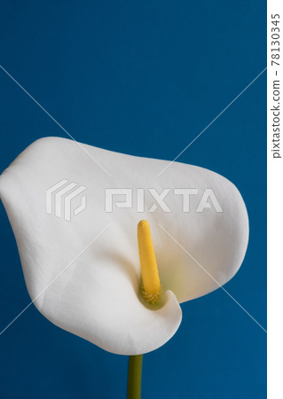 White calla lilies on blue background White calla lilies on blue background 78130345