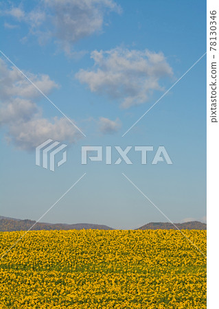 Sunflower field in full bloom in autumn Sunflower field in full bloom in autumn 78130346