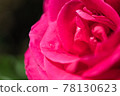 玫瑰 78130623