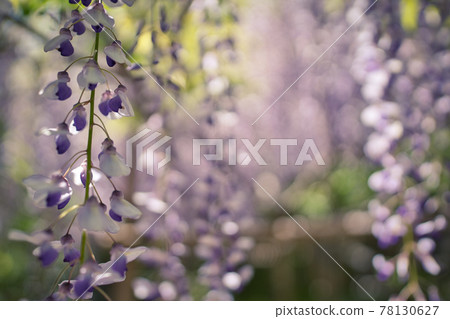 Wisteria 78130627