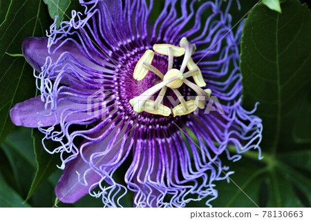 Passionflower with attractive original flower appearance Passionflower with attractive original flower appearance 78130663