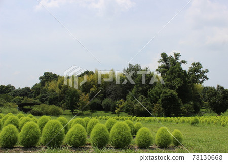A landscape of Kokia and the blue sky with a feeling of openness 78130668