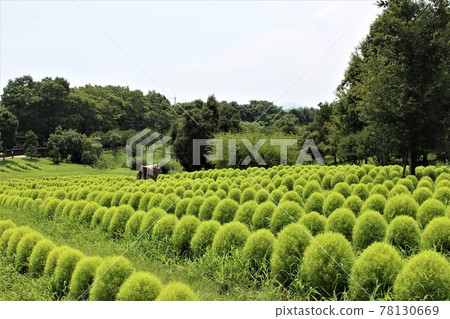 The bright green leaves turn red in the fall 78130669