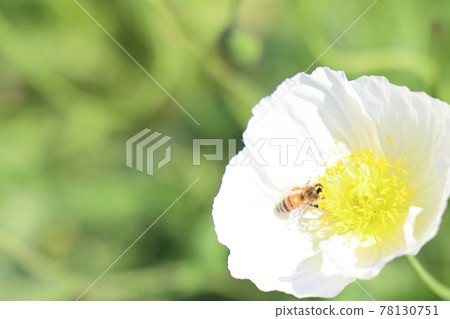 A bee sucking the nectar of Konosu poppy A bee sucking the nectar of Konosu poppy 78130751