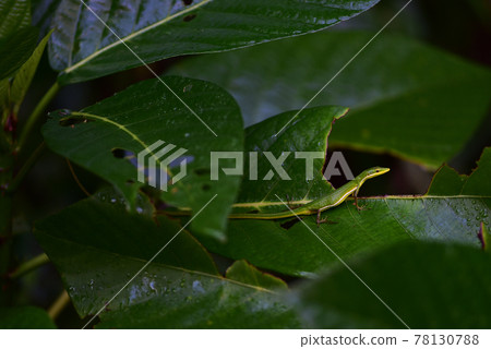 Takydromus sauteri, 梭德氏草蜥 Takydromus sauteri, 梭德氏草蜥 78130788