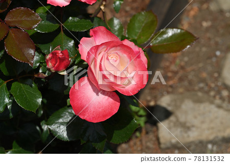 Nostalgia rose Nostalgia rose 78131532