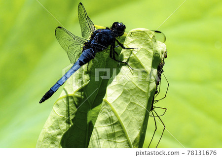 蜻蜓和蜘蛛是天敵，誰吃了這個遊戲 78131676