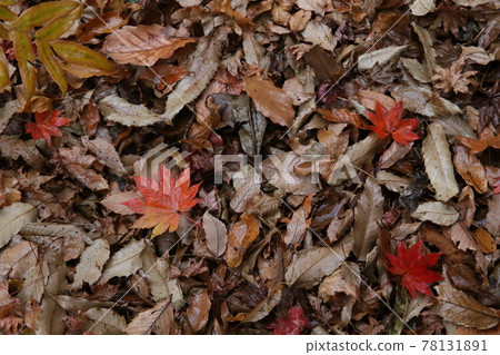 Scenery of deciduous leaves Scenery of deciduous leaves 78131891