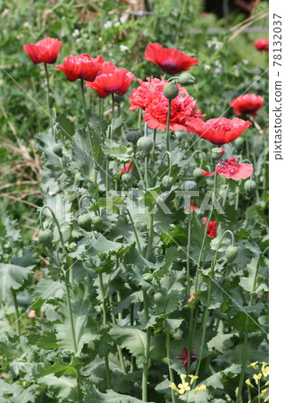 Large bright red poppy flower Large bright red poppy flower 78132037