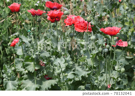 Large bright red poppy flower Large bright red poppy flower 78132041